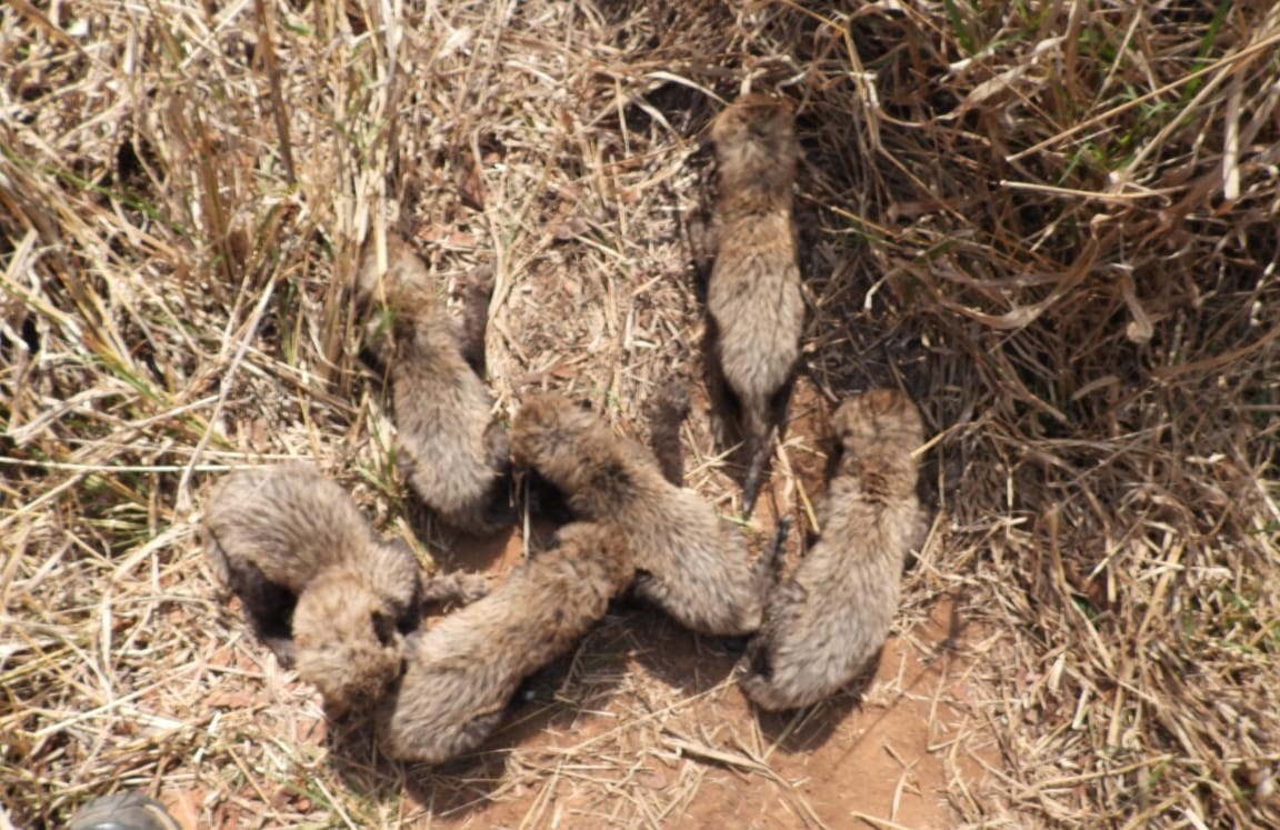 `गामिनी’ ने पांच नहीं, छह शावकों को दिया जन्म, अब कूनो में 14 शावक समेत 27 चीते