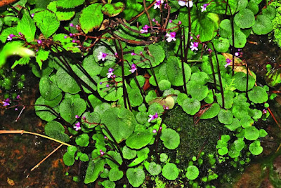 Impatiens karuppusamyi, a new species discovered from the Southern Western Ghats