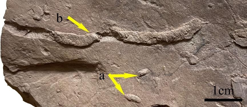 Fluvial Ichnofossils identified in Siwalik rocks of Pathankot in Punjab indicate semi-arid conditions with low energy deposits in prehistoric times