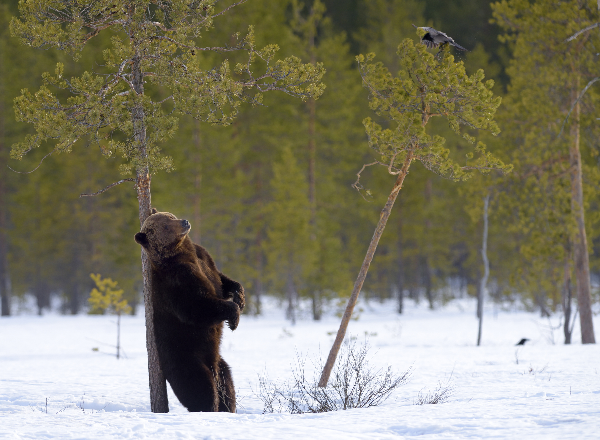 Winter makes surprise return in Finland