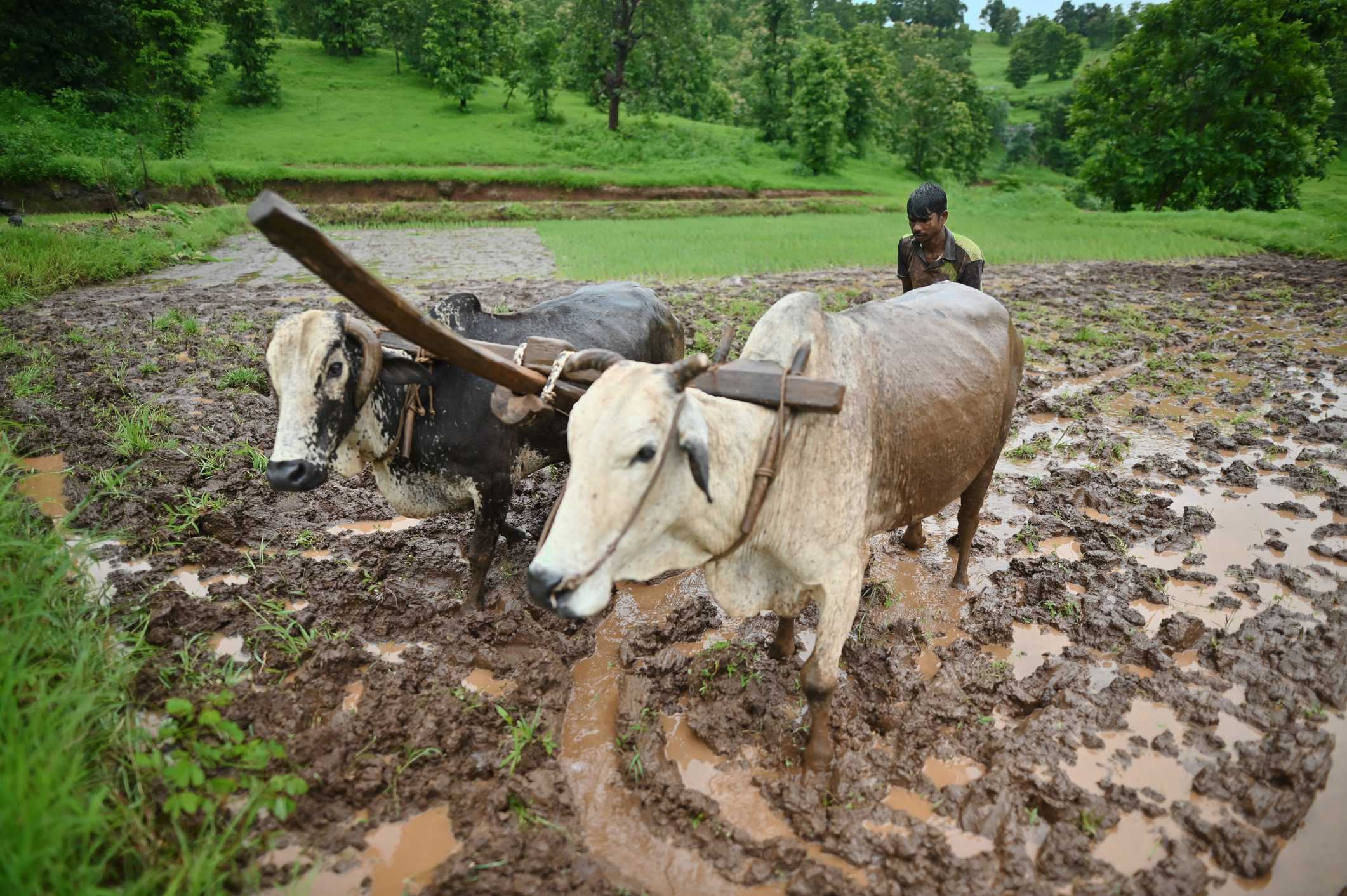 केरल में समय से पहले मानसून की दस्तक : मौसम विभाग