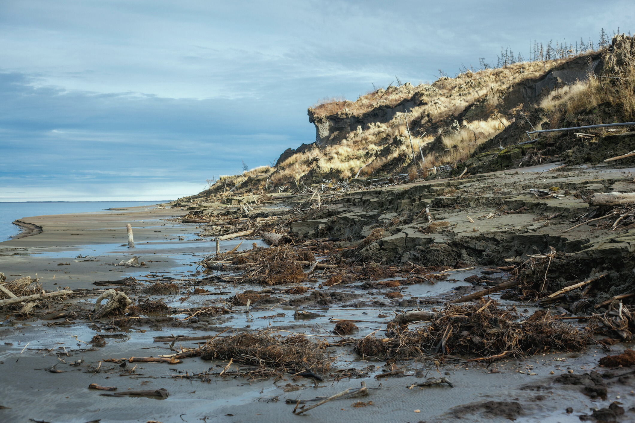 Russian scientists conduct autopsy on 44,000-year-old permafrost wolf carcass