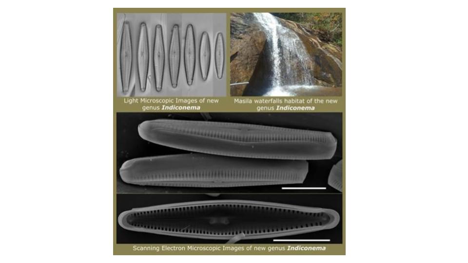 New freshwater diatom genus discovered from the Eastern and Western Ghats