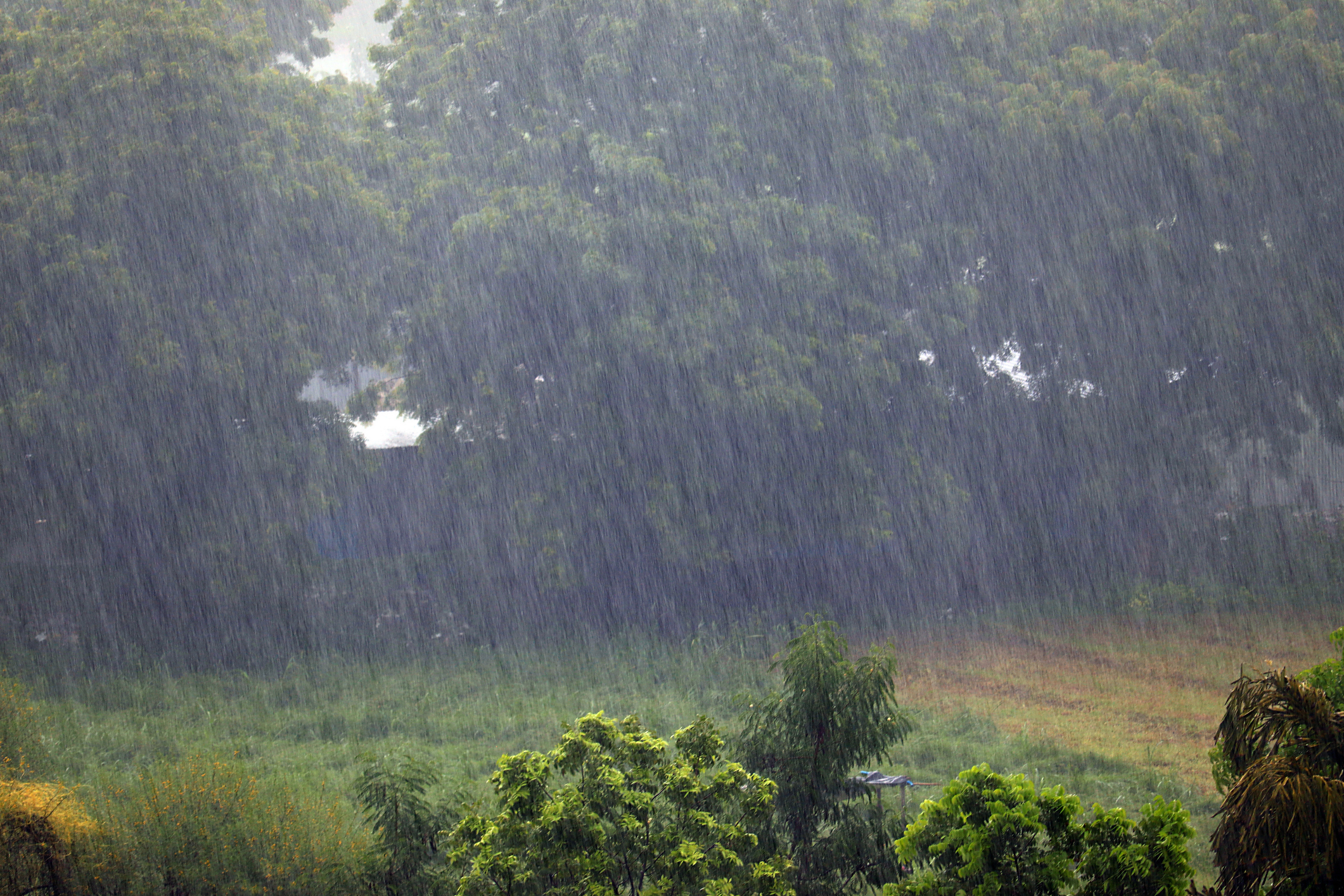 Assam floods: 137 wild animals, including 6 Rhinos dead in Kaziranga National Park