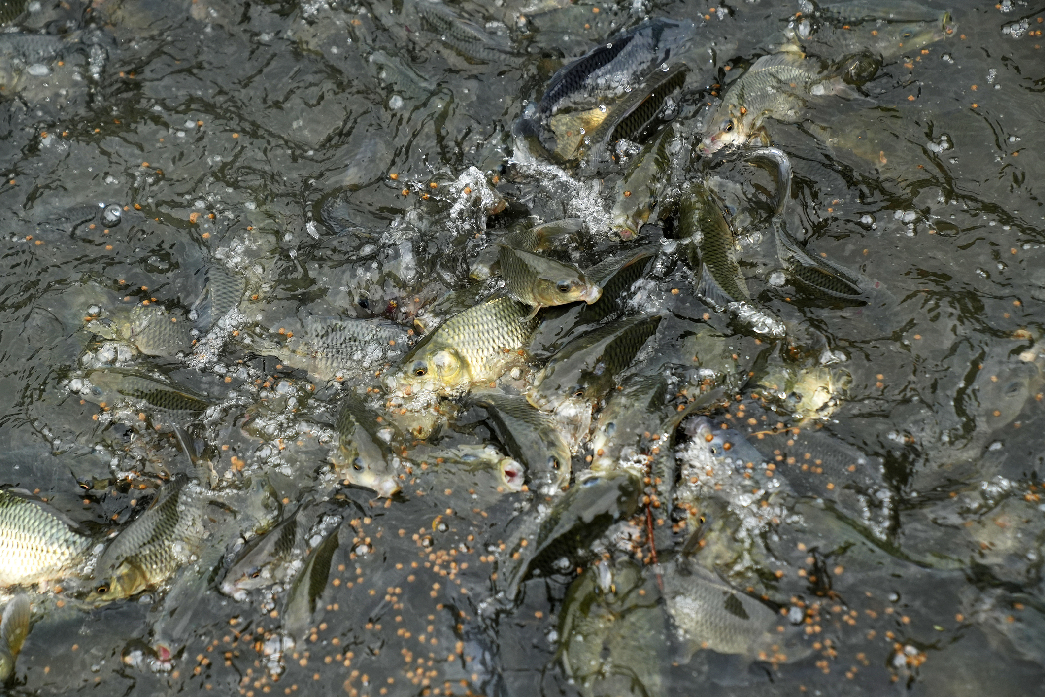 Mass fish death in Mexico’s Chihuahua State blamed on severe drought