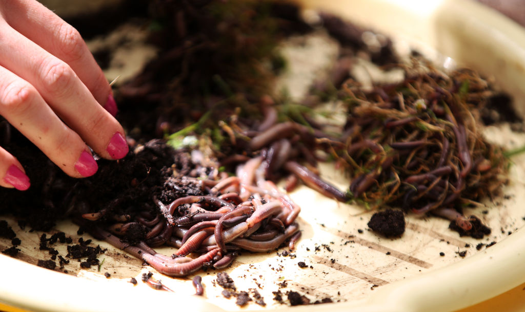 Worms pick up good vibrations at World Worm Charming championship in Cheshire