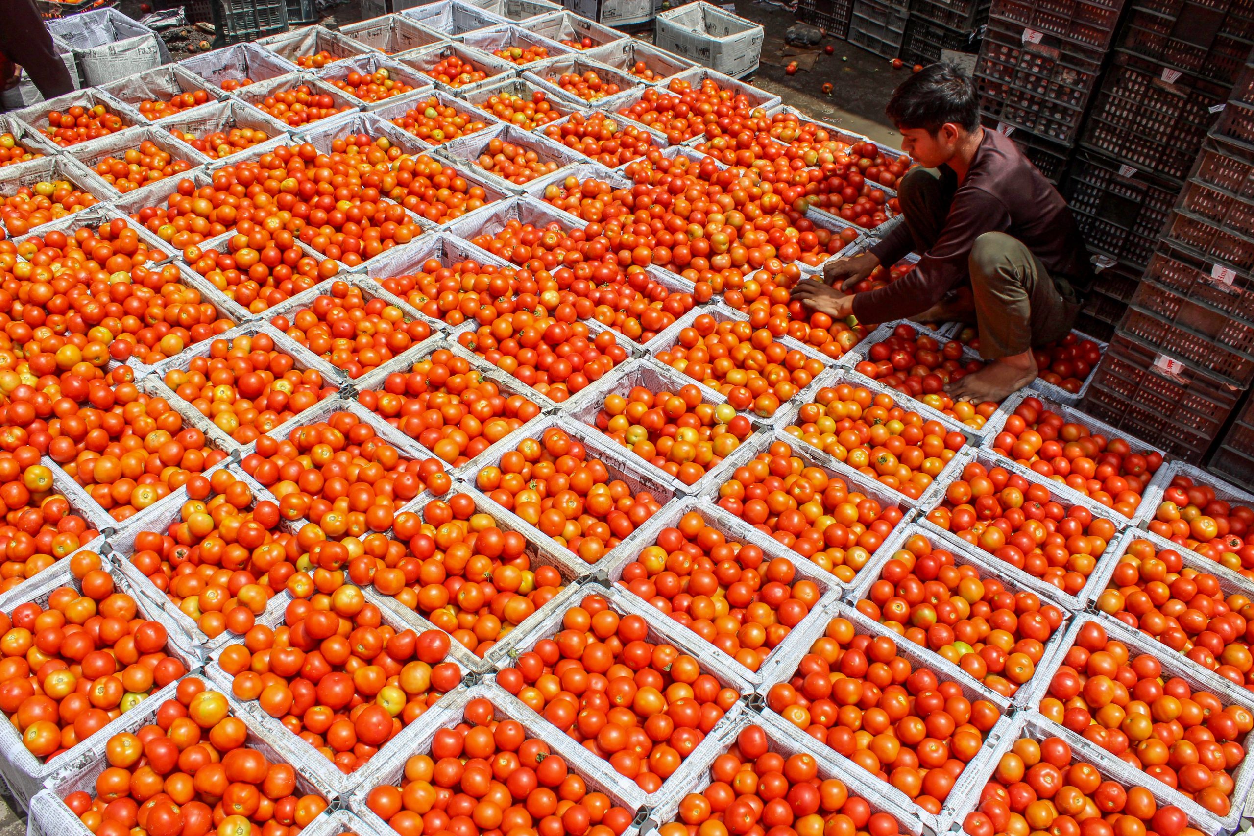 अब मुंबई में भी 60 रुपये प्रति किलो के भाव से टमाटर बेच रही सरकार