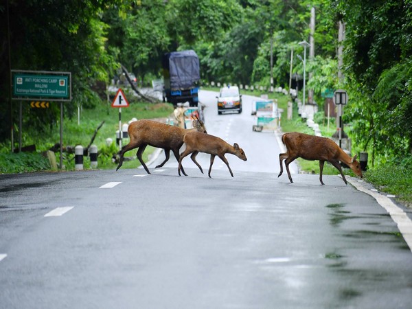 Floods kill 31 wild animals at Kaziranga National Park in Assam