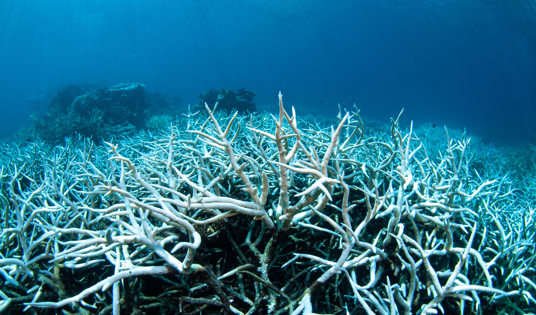 Coral bleachings devastate Bali reefs as sea temperatures rise