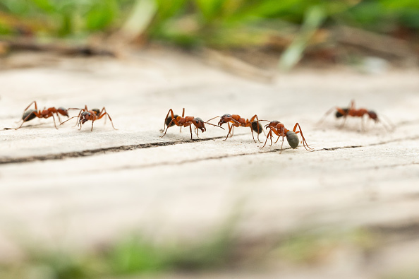 Ants perform limb amputations on injured comrades to save their lives