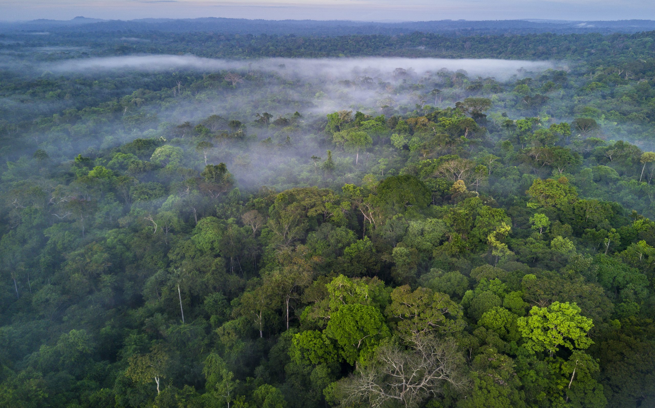 Deforestation harms climate less than other types of Amazon degradation, study finds