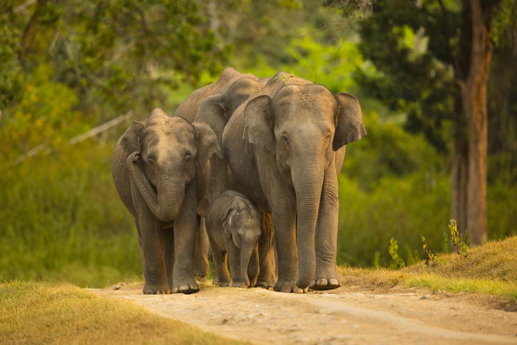 World Elephant Day: PM Modi lauds conservation efforts and elephant population growth