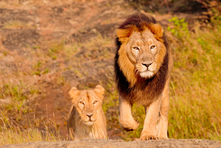 PM Modi, World Lion Day