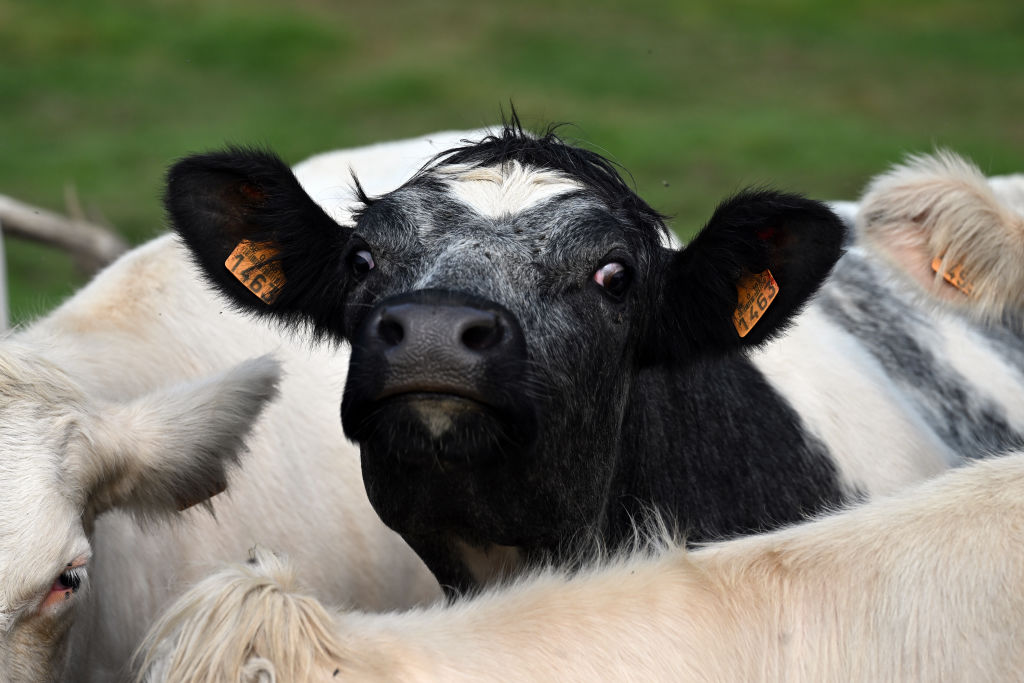 Italy reported bluetongue outbreaks in sheep, cattle and a camel, WOAH says