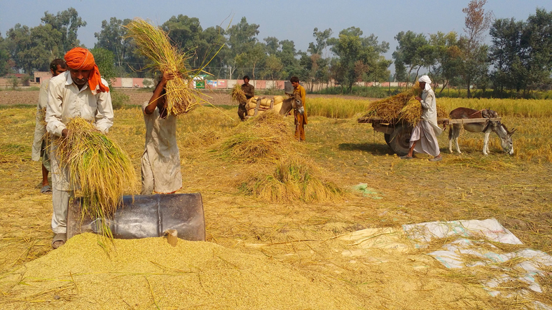 India to produce more rice this year despite heavy rains, Shivraj Singh Chouhan says