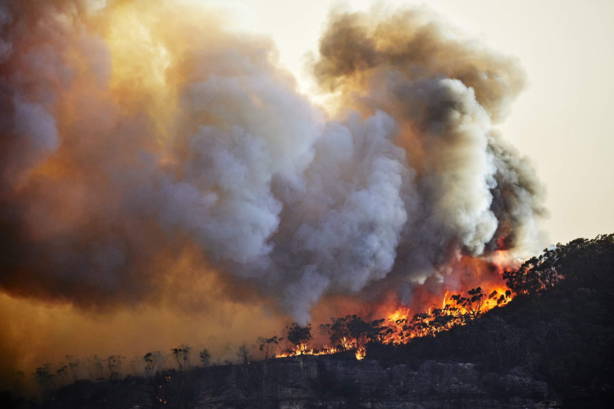 Over half of Australian species decline following 2019-20 megafires: report