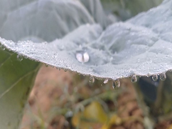 Cold wave sweeps northern Odisha; Ramatirtha in Mayurbhanj records lowest temperature at -10°C