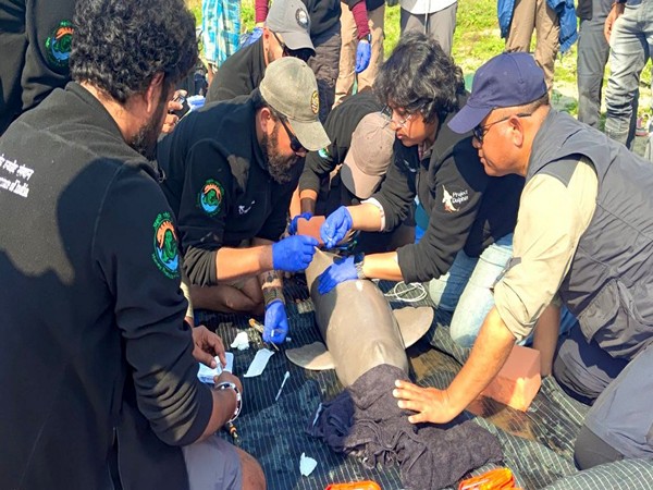 India achieves historic milestone with first-ever Ganges river dolphin tagging in Assam