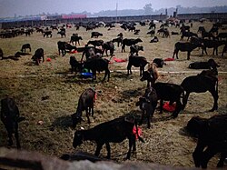 Gadhimai Mahotsav Continues to Be the World’s Biggest Animal Slaughter Event