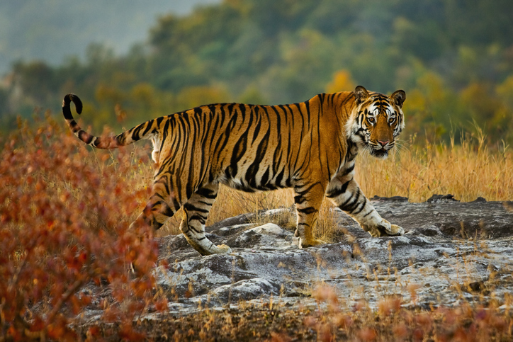 Madhya Pradesh to translocate 14 tigers to Gujarat, Chhattisgarh, Odisha