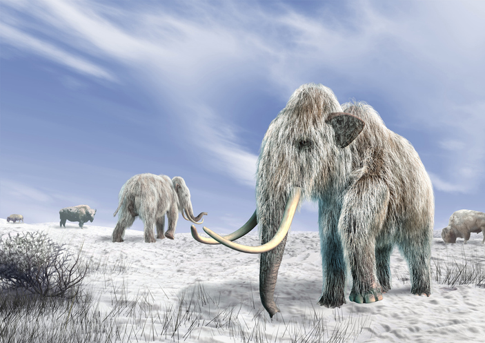 Young mammoth remains found nearly intact in Siberian permafrost