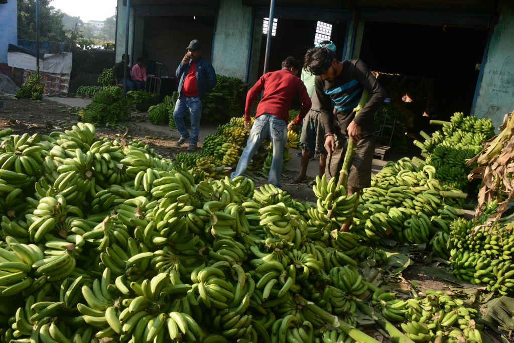 India targets $1 billion banana exports as sea route trial proves successful