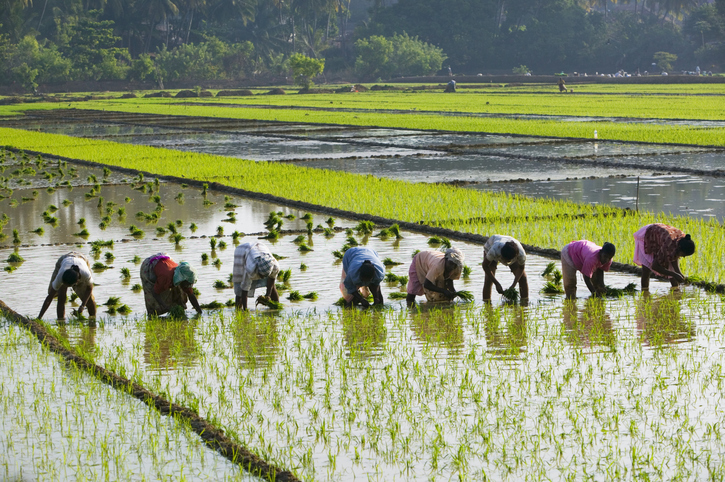 Inflation burden eases for farm and rural labourers