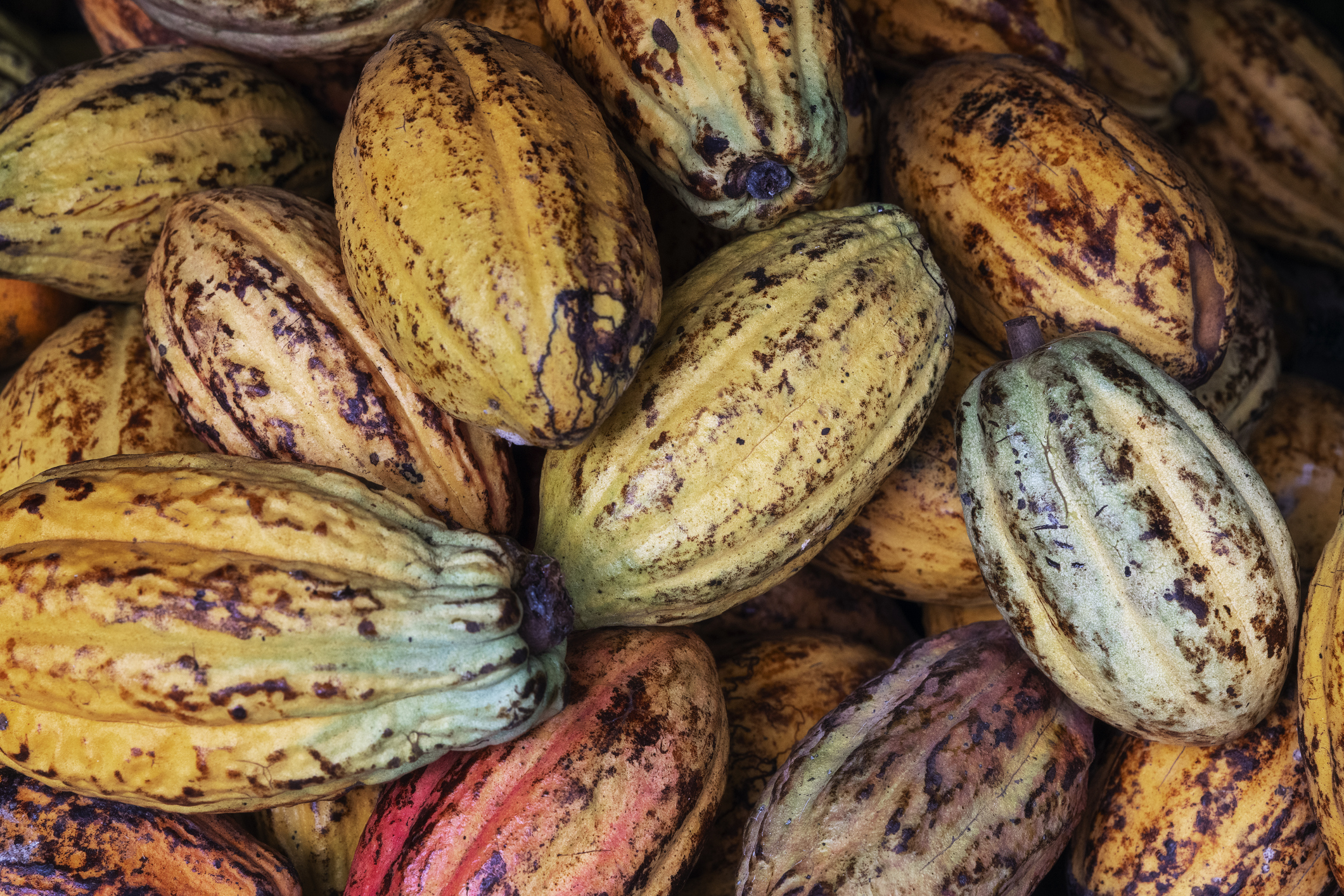 How a hedge fund exodus reshaped global cocoa markets 