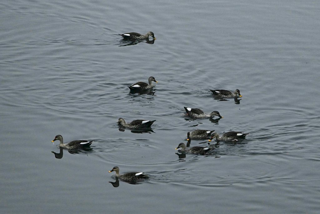 Flock of migratory birds swim in Yamuna River