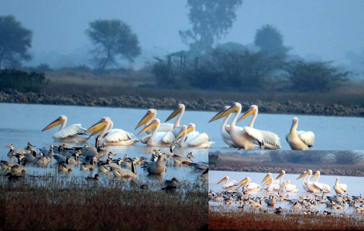 जोधपुर झाल वेटलैंड पर पहली बार दिखे प्रवासी पक्षी रोजी पेलिकन के दो समूह