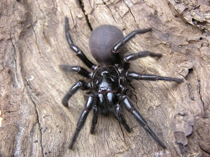 Australian scientists discover bigger species of deadly funnel web spiders