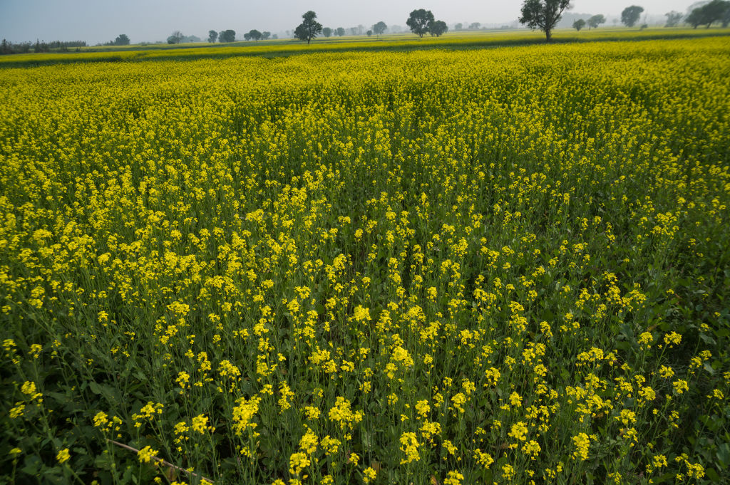 Rabi crop coverage expands to 655.88 lakh hectares