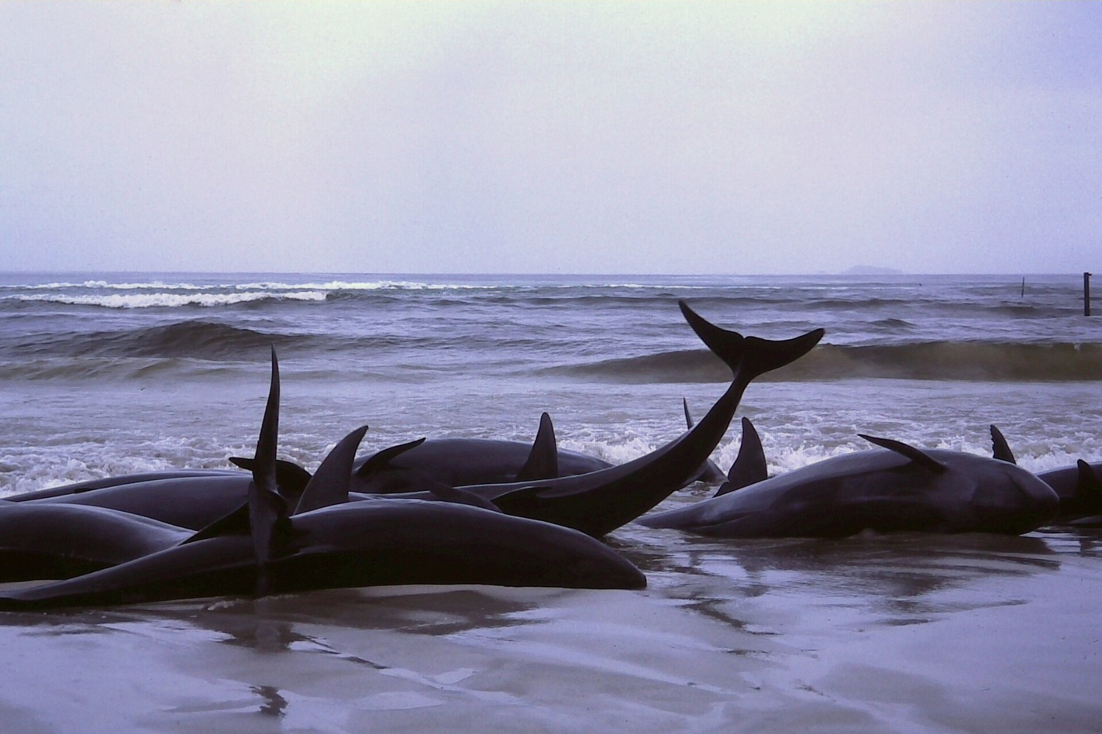 Dozens of false killer whales stranded on remote Australian beach