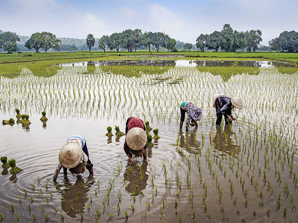 Government achieves milestone with launch of 10,000 Farmer Producer Organization to empower small farmers