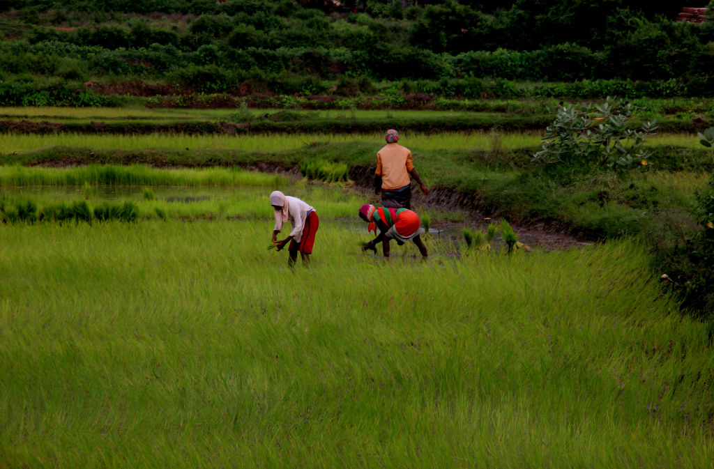 PM Fasal Bima Yojana turns nine: Rs 1.75 lakh crore in claims disbursed to 23.22 crore farmers