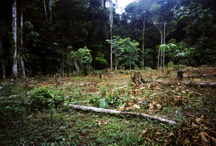 Colombia deforestation rose 35% in 2024, minister says