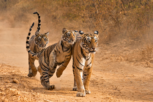 अंतर्राष्ट्रीय बिग कैट एलायंस हुआ लागू, भारत समेत 27 देश में शामिल