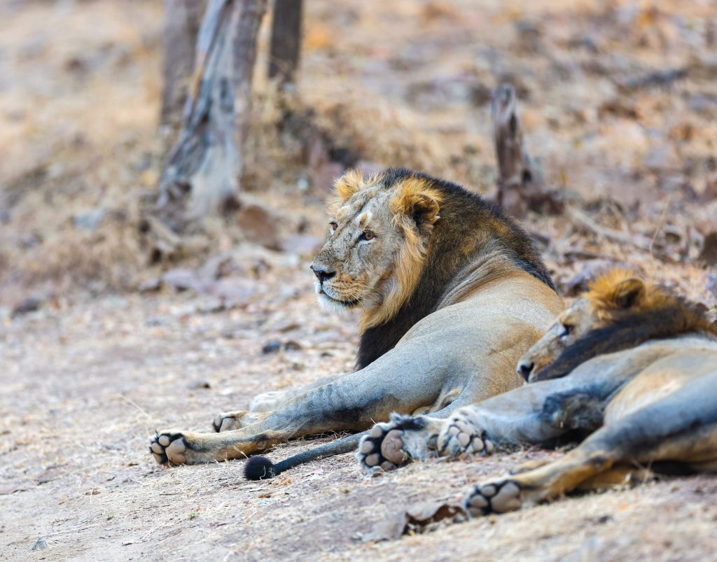 Gujarat: PM Modi goes on Lion Safari at Gir National Park on World Wildlife Day