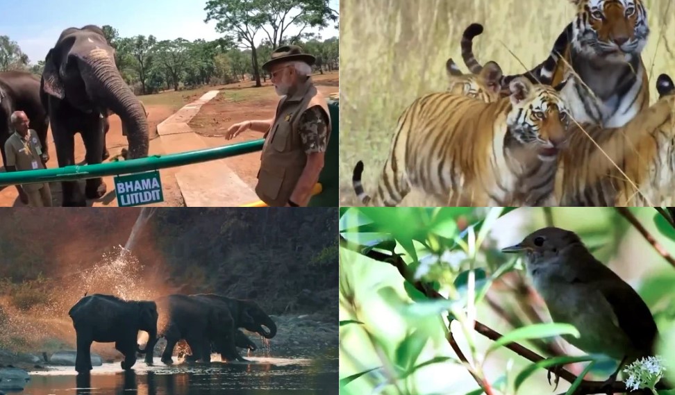 Let’s safeguard species’ future for generations to come: PM Modi on World Wildlife Day