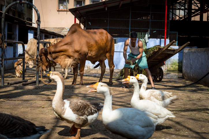 Cabinet approves ₹3,880 crore scheme to prevent, control livestock diseases