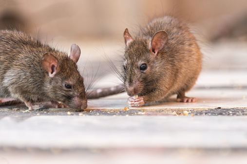 Memory impairment in aged rats after three days of high-fat diet: Study 