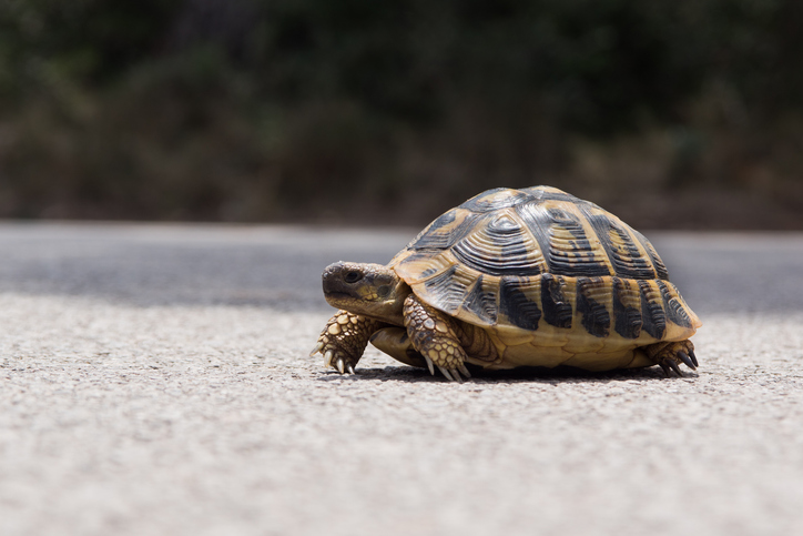 Red-Crowned roofed turtle returns to Ganga after 30 years