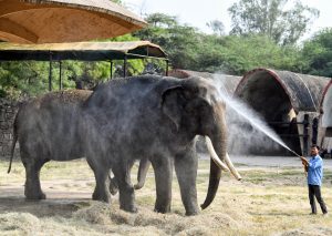 Gujarat: Indroda Nature Park uses 15 coolers, 20 sprinklers to protect over 600 animals from heat