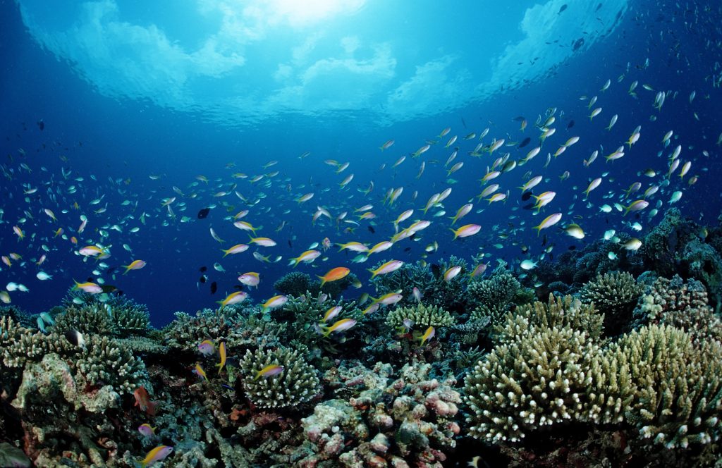 Hard Coral Reef with Coral Fishes (Pseudanthias and Chromis), Maldives, Indian Ocean, Meemu Atoll