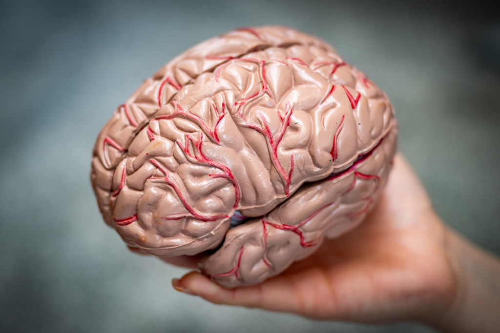 Scientists explore where consciousness arises in the brain