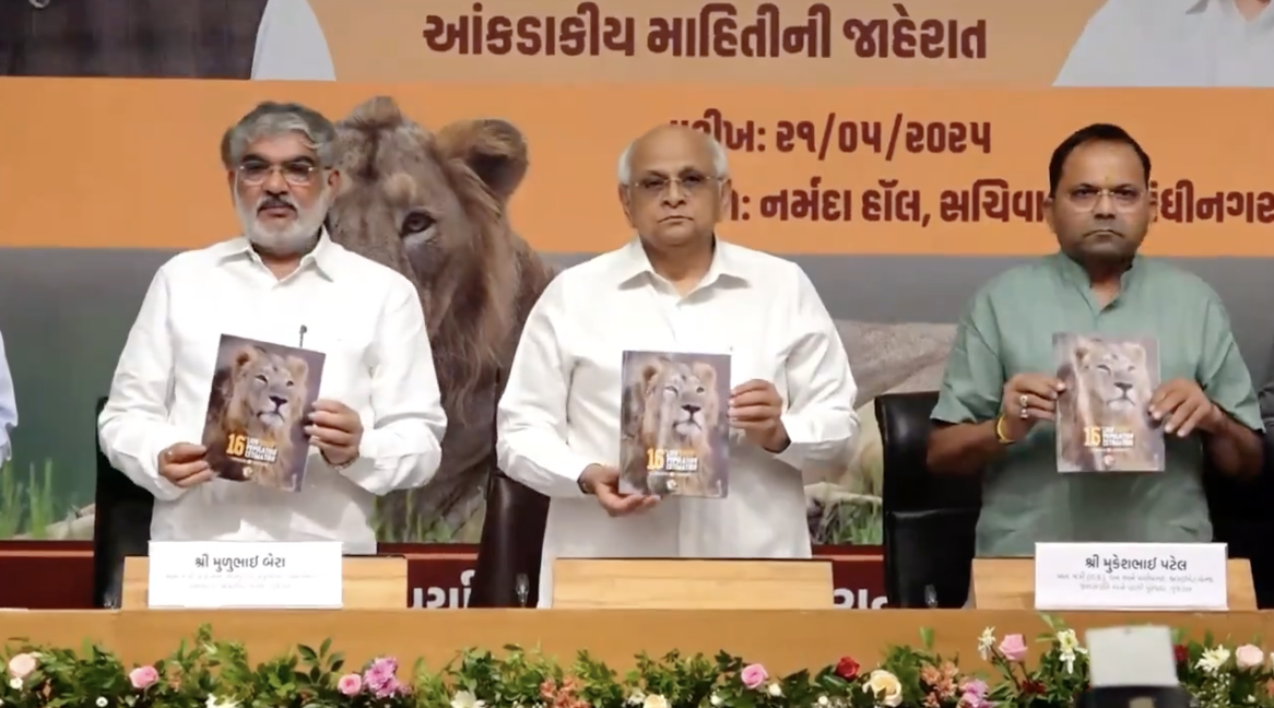 गुजरात में एशियाई शेरों की संख्या में हुई उल्लेखनीय वृद्धि, 891 तक पहुंची संख्या