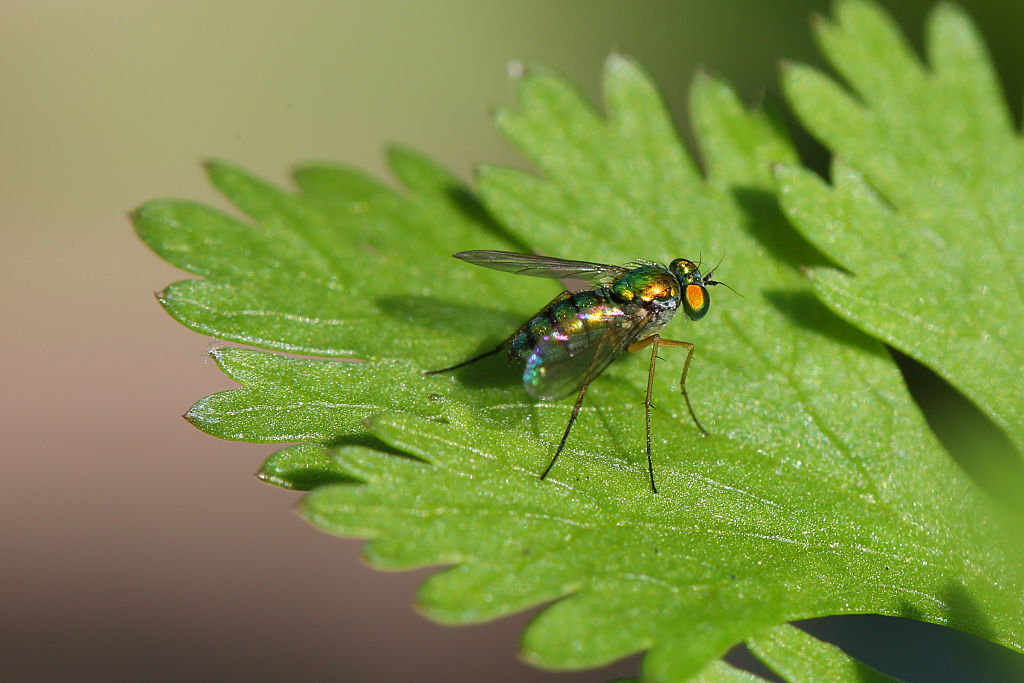Israeli research finds that when plants talk, insects listen