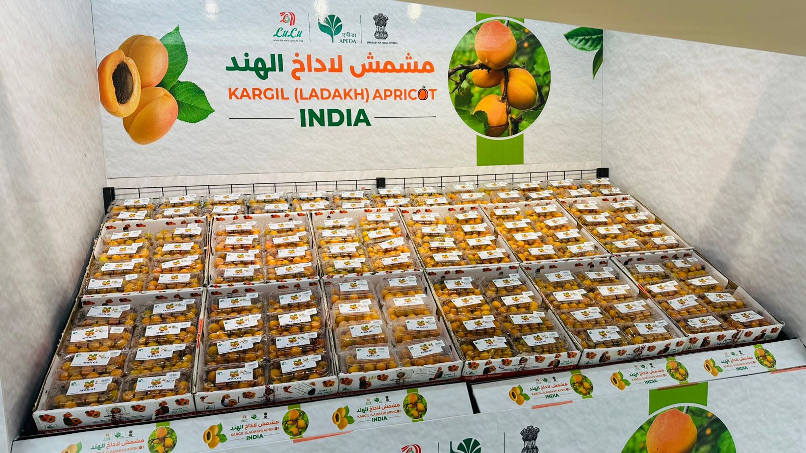 Kargil apricots make Saudi Arabia debut during India’s 79th Independence Day celebration