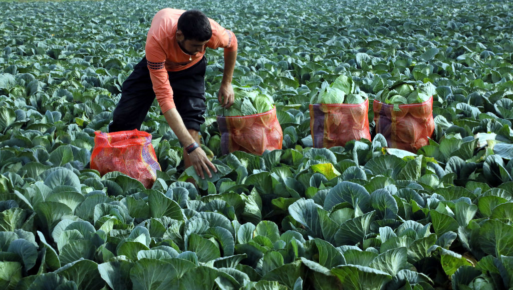 Indian farmers harvest cabbages in a farm. The agricultural