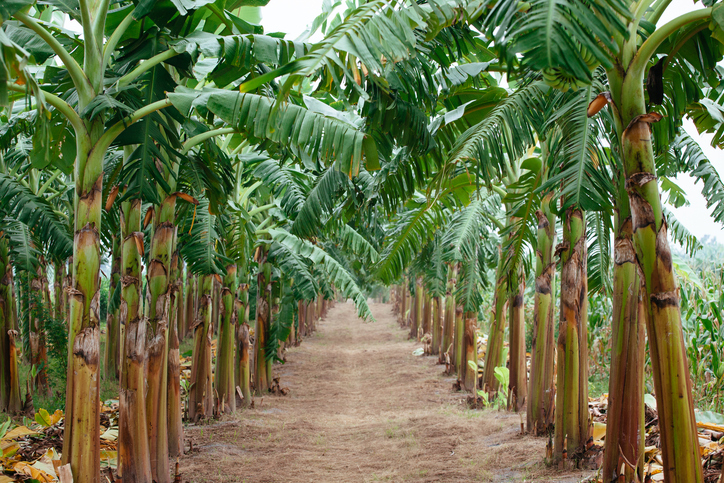 Nagaland varsity’s study highlights genetic richness of wild banana for climate-resilient farming
